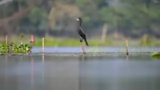 Microcarbo niger (Little Cormorant) in it's non-breeding season.
