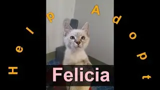 🐾Felicia has been adopted! Kitten / Australia / Toowoomba / RSPCA Queensland🐾