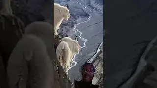 Gravity-Defying Goat: A Mountain Adventure #viral #goat #animals #amazing #youtube  #youtubeshorts