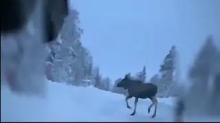 Moose @ Moskosel
