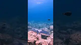 #divingfun #fish #ocean #shortvideoyoutube