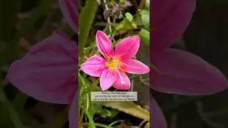 🌸 #nature #naturetruth #lifequotes #lifequote #flowers #lily #flowergarden #honeybee #honeybees