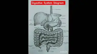 Digestive System Easy Diagram#anatomydrawing  #digestivesystem#easydiagram#diagramdigestivesystem
