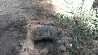 Kalkan wild tortoise