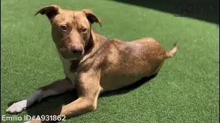 *ADOPTED* Adoptable Labrador Retriever Mix: Emilio | Peninsula Humane Society & SPCA