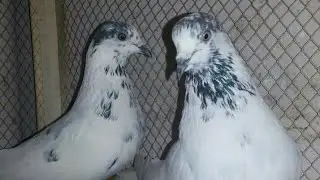 Ustad sheikh tariq sailkoti pigeon(part..2)