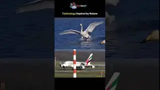 🎬 Technology Inspired by Nature 🦢✈️ | How Birds Changed Aviation#shortsfeed