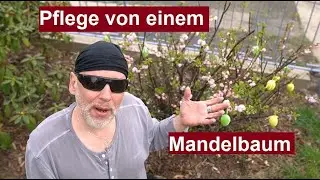 Mandelb&auml;umchen schneiden/zur&uuml;ckschneiden. Was sollte man bei der Pflege, Standort und Boden beachten