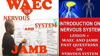 What is Central Nervous System | Parts Of C.N.S | regions of C.N.S | The brain | The spinal cord.