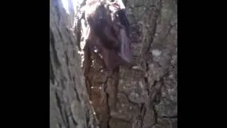 Bat removal pt.3
