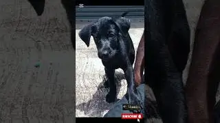 A Day in the Life of My Little Black Dog 🐶✨