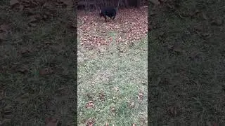 Dominant female Rottweiler guards the fence line 🐶🐾😮 #guardiandogbreedsinc #rottweiler