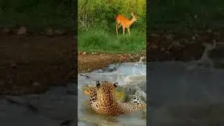 Leopard vs Deer The Crocodile is actual hunter