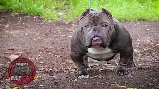 JBL BULLIES ( TUBBA ) Extreme bully 2019