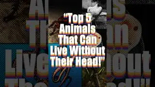 &ldquo;Top 5 Animals That Can Live Without Their Head!&rdquo;