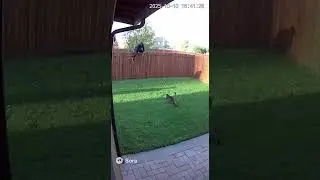 his isn&rsquo;t real&hellip; but it looks real 🤯 | SORA 2 AI Cat vs Burglar 🐈💥