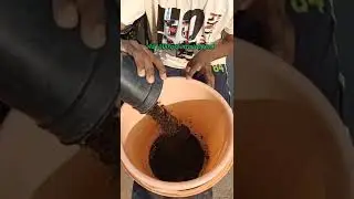 nitrogen rich fertilizer for plants ☺️🌿❤️