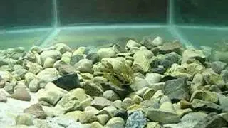 Reaction Innovatins Smallie Beaver