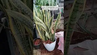 Low maintenance, high impact 🌿Snake Plant &mdash; #shortvideo #viralvideo #reels #youtubeshorts