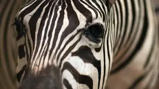 Zoo in Egypt accused of painting donkeys to look like zebras