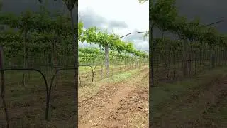 First year grapes plot 🍇 #karnataka #grape #grapefarm #farming #new #top