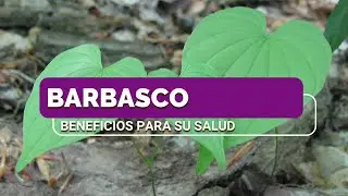 BARBASCO