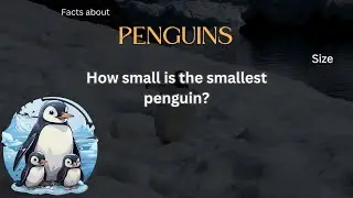 Penguin Fact 23 - How small is the smallest penguin?