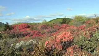 Alissas en automne