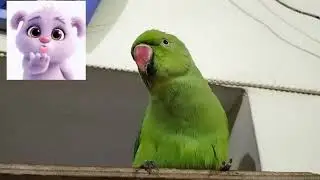 Jhule Par Baitha Parrot, Uski Baatein Sun Lo 😍 | Jhula Milte Hi Full Mood Me Aa Gaya