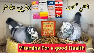 Which Vitamins are best for a good health of Racing Pigeons