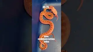 Доступен Bull Snake 09-25 от Cold Blood Creations #рептилия #бычьязмея #змея