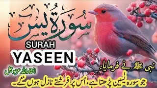 Surah Yaseen\Yasin{سورۃ یاسین} || Best Tilawat Heart 💝 of QURAN in the world 🌍 ¦¦ For Blessings