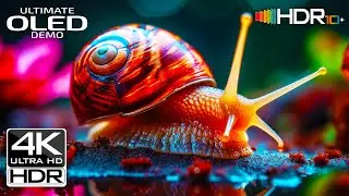 Experience True 4K 60fps | 4K Nature in HDR | OLED TV Test