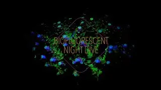 Biofluorescent Night Dive