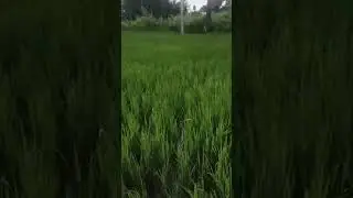 Breathtaking Green Rice Fields Under the Sun! #Village life | #farminglife #farming |#