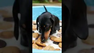 Weinerdog Cookies and Milk #pool #funnyanimals #puppy #food #family #eating
