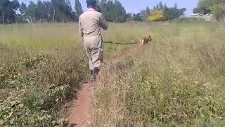 Police canine/ sniffer dog tracking for the suspect.