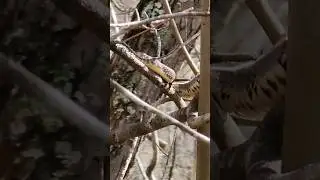 Swamp Snake! #shorts #snake #animals