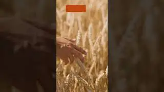 Promising Wheat variety: PBW 771 #farming #foodsecurityinindia #agriculture #plantbreeding