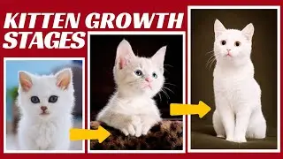 Kitten Development Stages and Milestones