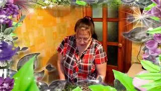 Очередная посылка из магазина Долина чая. / Another package from the Valley of Tea store .