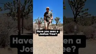Have you see a Joshua Tree? #trees #joshuatree #shorts #desertplants #desertlife