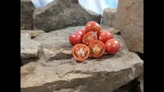 Shimofuri Tomato Seeds For Sale At Bounty Hunter Seeds