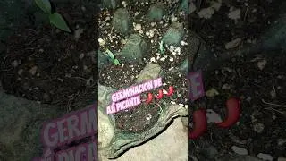 &iexcl;Semillas baratas de Dollarcity! &iquest;Valen la pena?