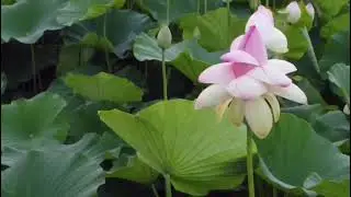 Fiori di loto a massarosa 