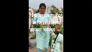 टेरेस गार्डन हार्वेस्ट | आज तोडलेल्या ताज्या भाज्या 🧺🌿