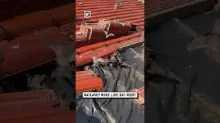 We found hundreds of bats in our roof 😂🦇                      🎥: Grupo EcoSul via ViralHog