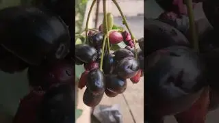 Neredu Jamun Harvest #fruitharvesting #jamun #neredu #fruit #food