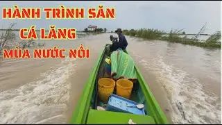 tiếp tục hành trình săn cá lăng vàng mùa nước nổi/GIÓ LÀNG QUÊ