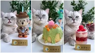 Super Cat Chef #10 | Cute and Funny Cat Videos Compilation